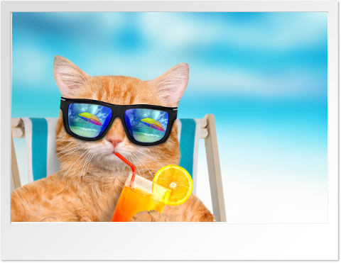 Cat drinking on the beach